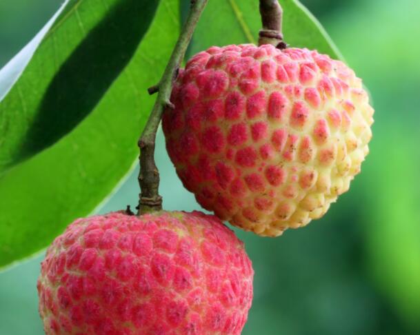 荔枝搞笑句子文案