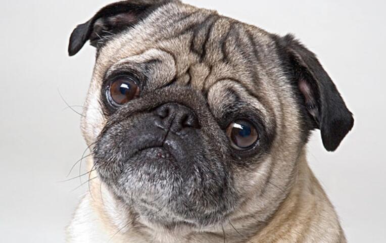 被疯狗咬讽刺人的句子文案