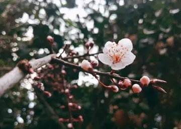春分的朋友圈说说文案