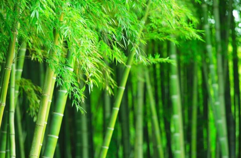 赞美竹子的诗句文案