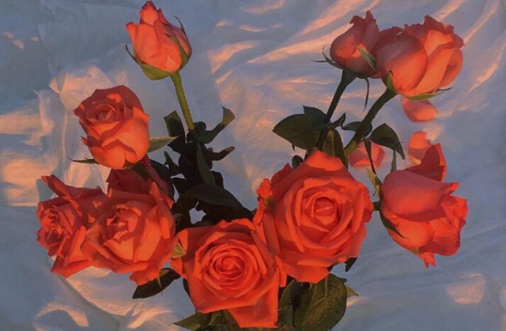 玫瑰的经典语录文案