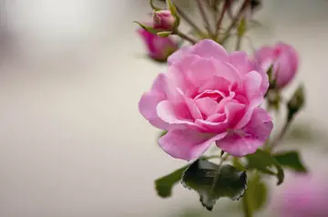 感觉不被在乎的说说文案