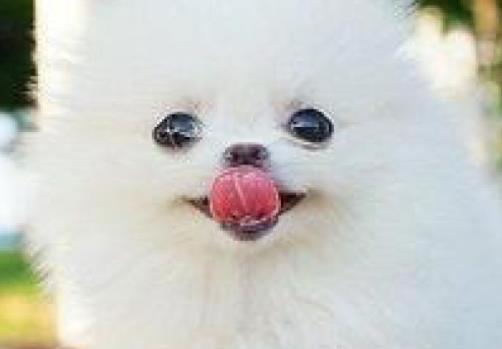 描写动物的好句子文案