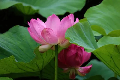 描写荷花的段落