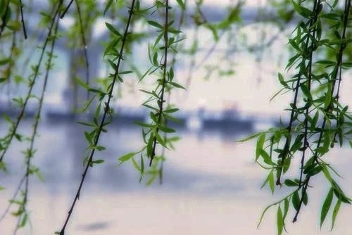 咏叹柳树的诗句文案