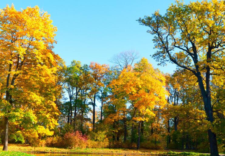 细节描写的片段