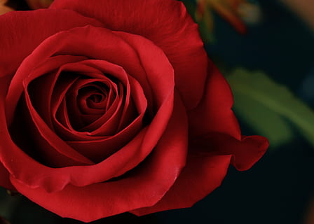 有关小菜园的唯美句子文案