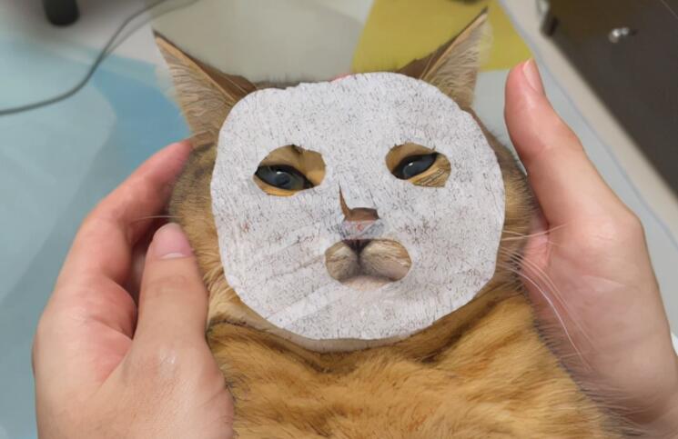 朋友圈晒猫搞笑句子文案