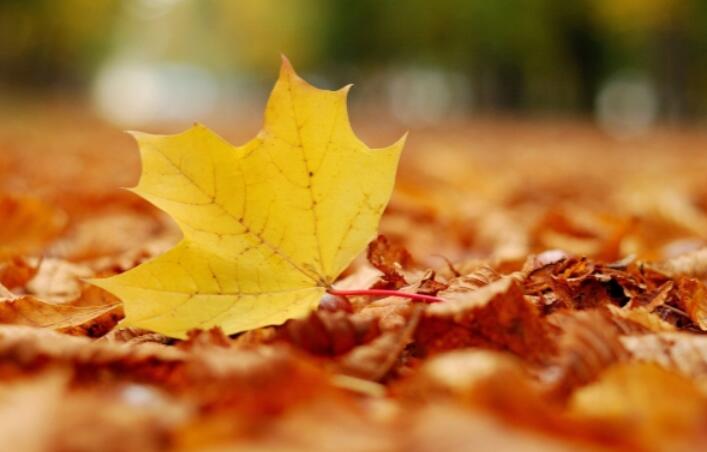 秋天的句子文案短一些唯美