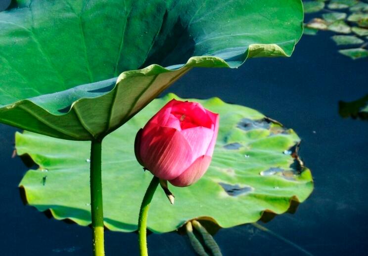 湖水倒影的诗句文案