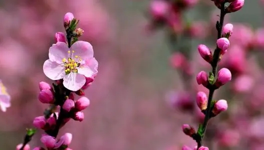 二年级课外阅读好词好句文案摘抄