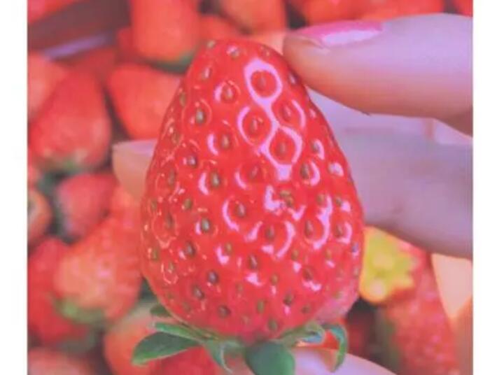 关于草莓的表白语句文案