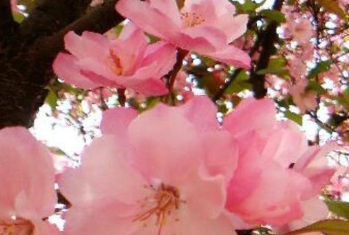 一朵花独自开放的励志说说文案