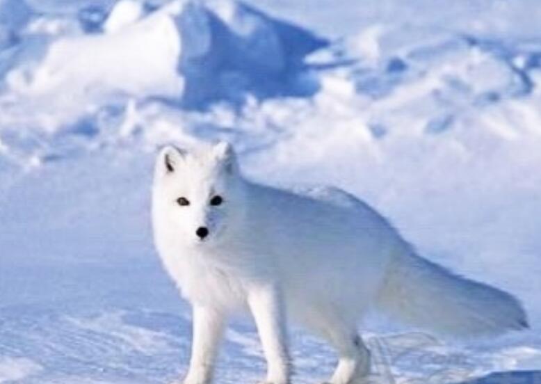 狐仙优美的古风句子文案