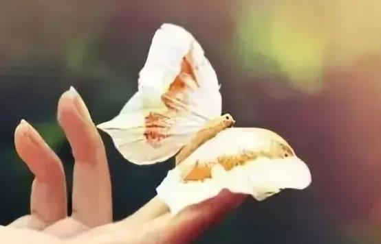 道歉求原谅的话