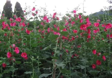 周六的问候语简短