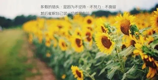 挫折的励志句子文案