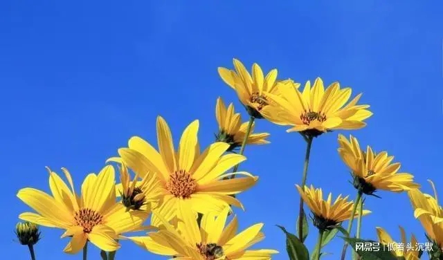 发朋友圈野花的句子文案