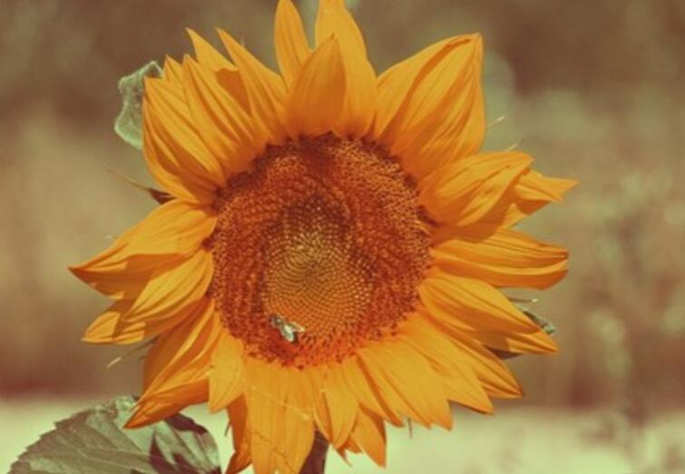 眼泪忍不住掉下来的句子文案