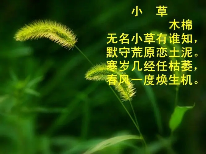 关于草的诗句文案