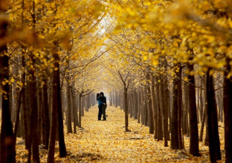 关于秋天的情感句子文案短句