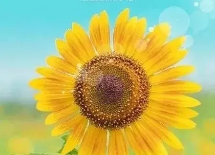 唯美抒情的短句