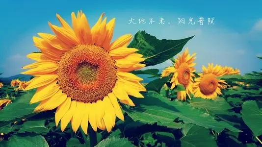 唯美温柔的句子文案摘抄