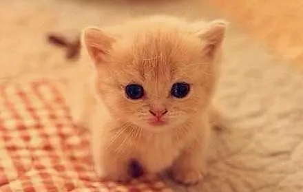 可爱奶凶的说说文案