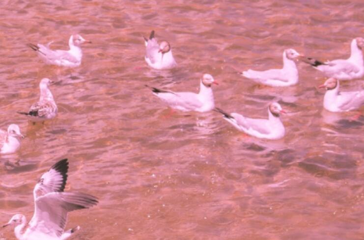 对女孩说一些好听的话