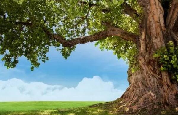 君子有担当的名言