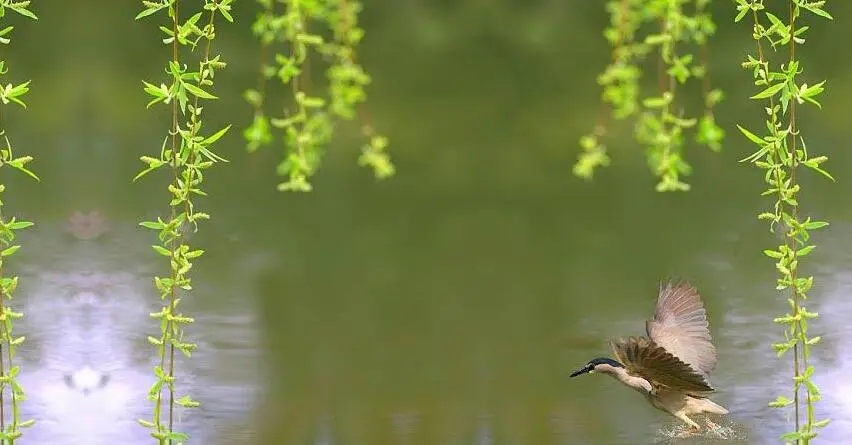 咏叹柳树的诗句文案