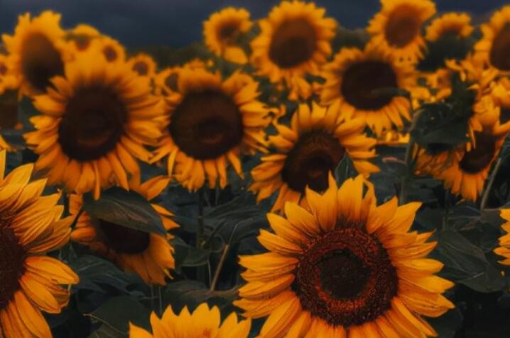 心情愉快的短句