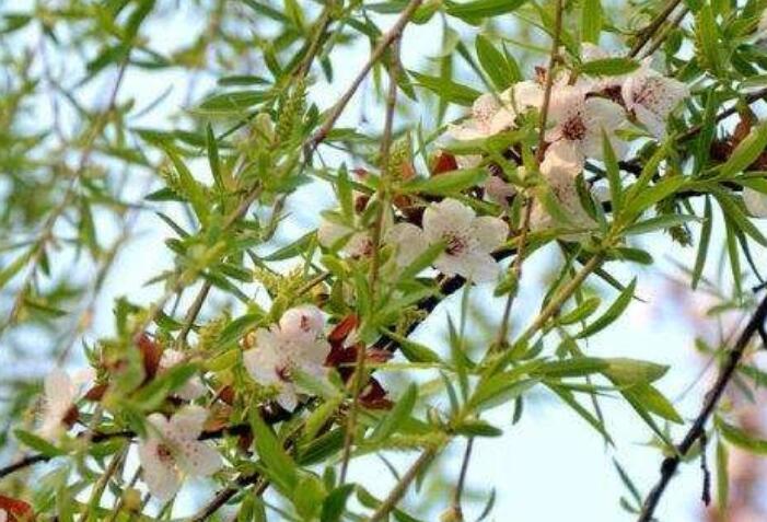 100句带有成语的句子文案