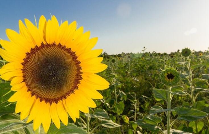 表达心情最好的句子文案