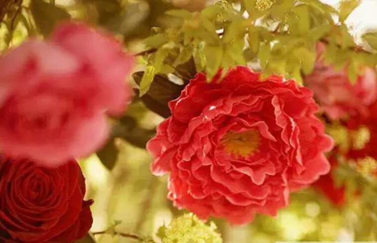 5月早上好祝福语图片