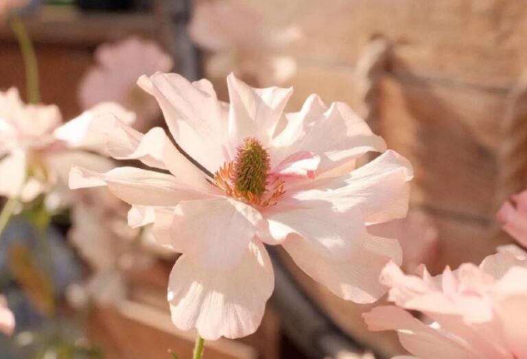 陪父母去旅行优美句子文案