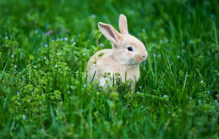 描写动物外形的短句