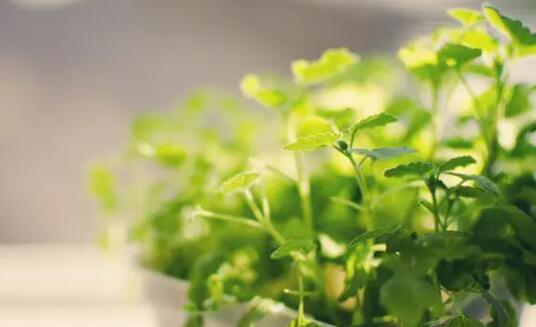 花未央人未老唯美句子文案