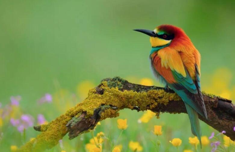 惊蛰诗句文案古诗