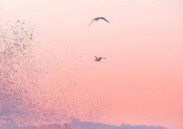 男生向女生表白的话