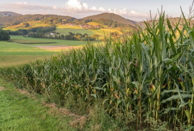 夏天生动优美的短句子文案