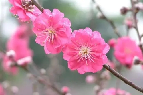 描写桃花的优美句子文案