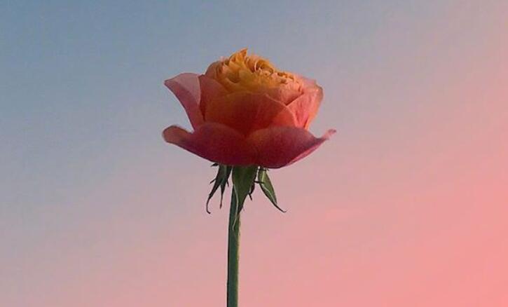 温馨的早安心语短句