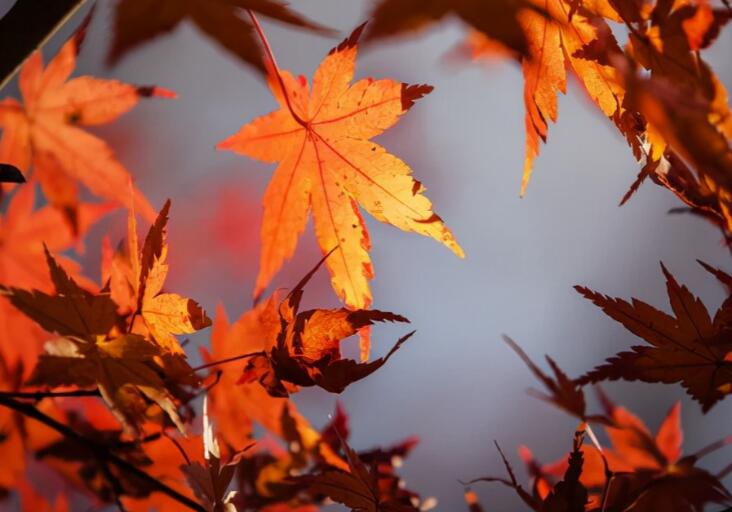 描写树叶的句子文案