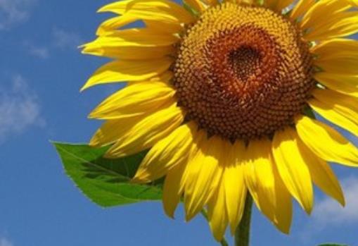 赞美平凡的唯美句子文案