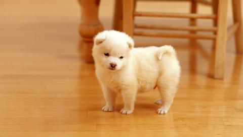 小狗的特点描写