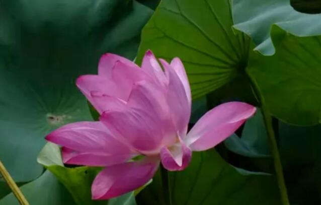 赞美五月的诗词名句文案