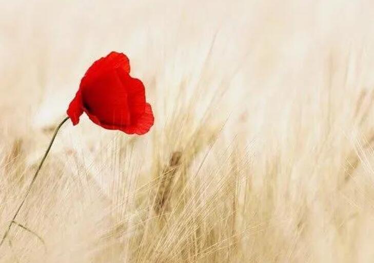 个性签名温柔短句