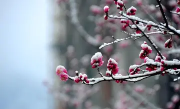 梅花的心情说说文案