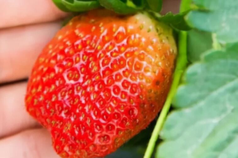 关于草莓的可爱短句